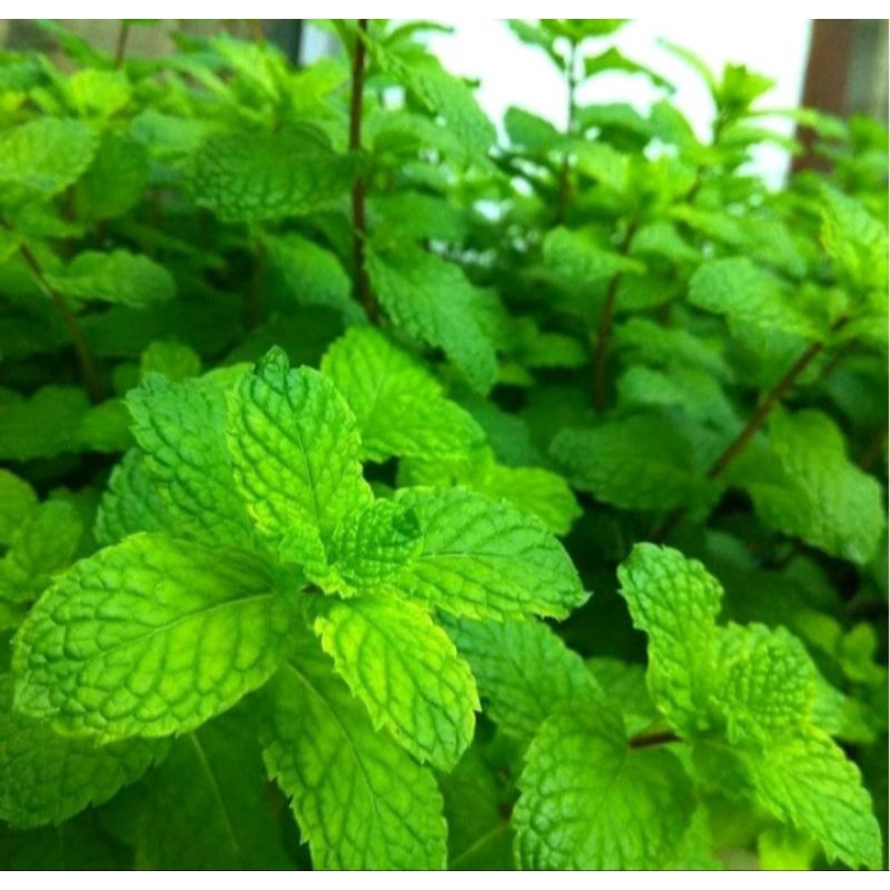 8 biji benih bibit Daun mint