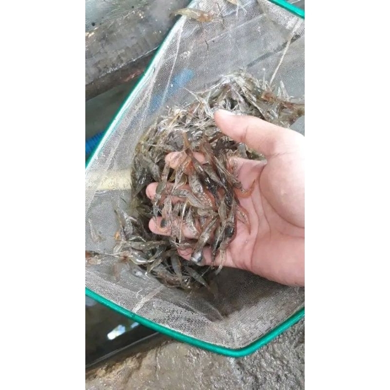 

UDANG REBON kering (UDANG WADUK) (3ons)