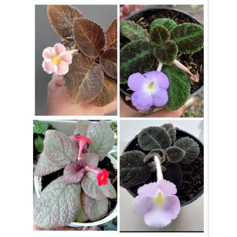 episcia chocolate velour (bunga ungu)episcia coklat velvet /episcia joys swetty / episcia battelhem/