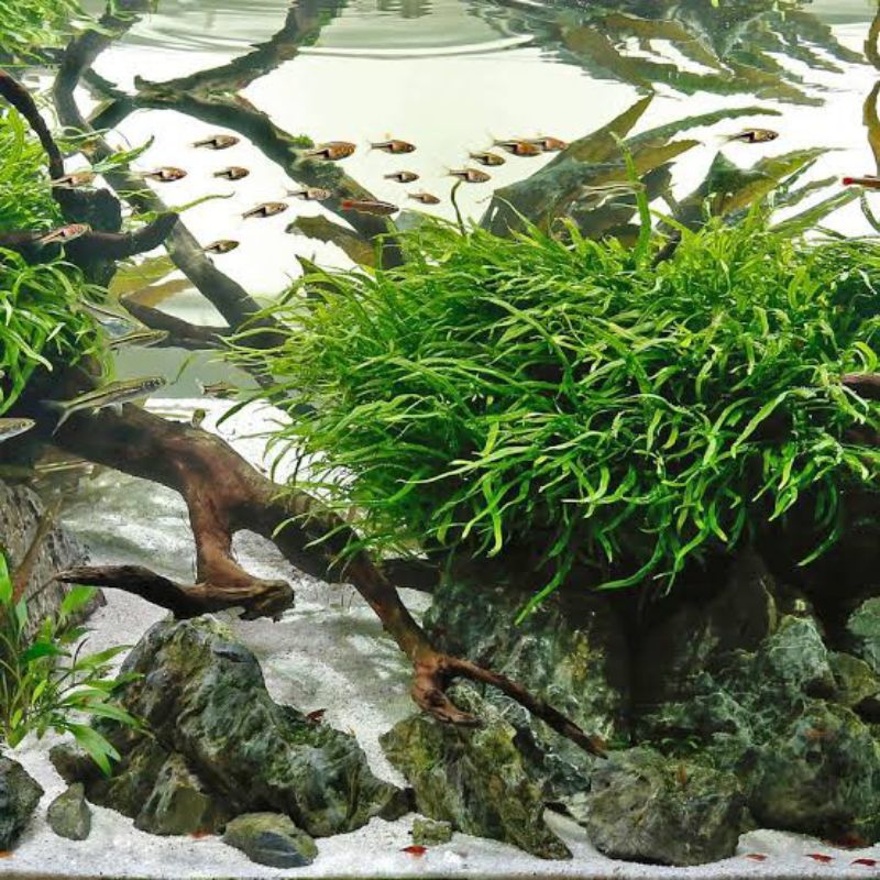 tanaman aquascape kadaka needle murah grade