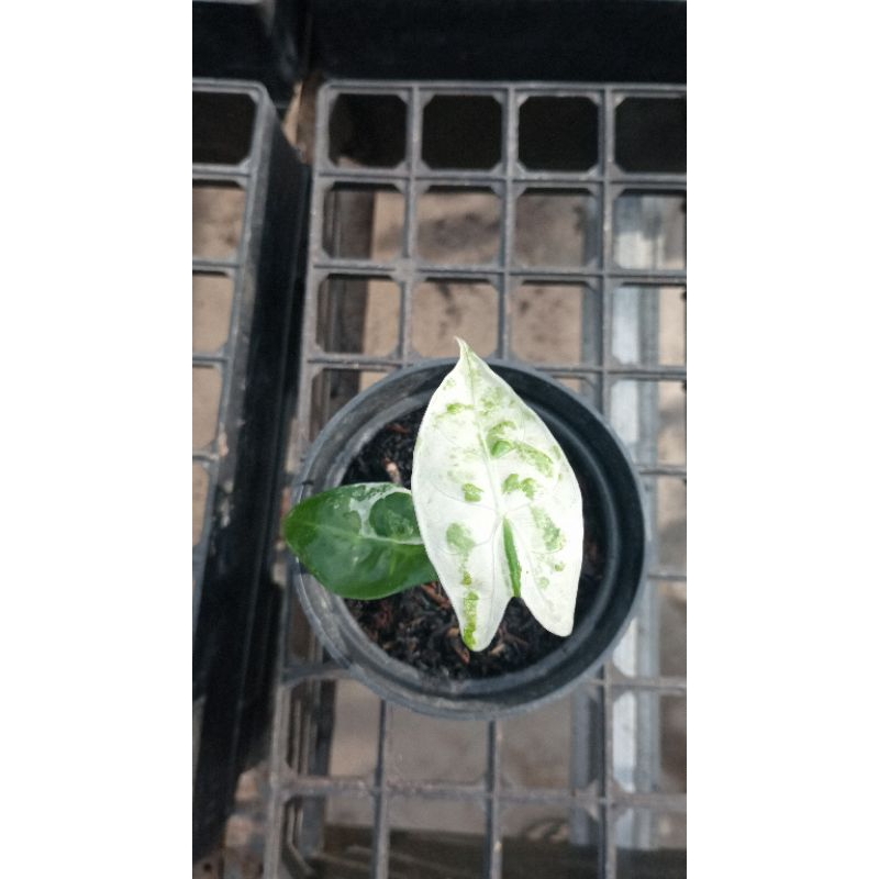 alocasia zebrina