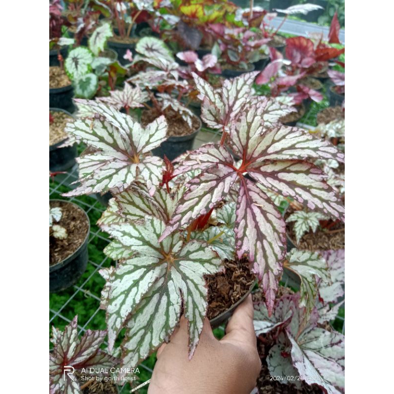 tanaman hias begonia rasta silver