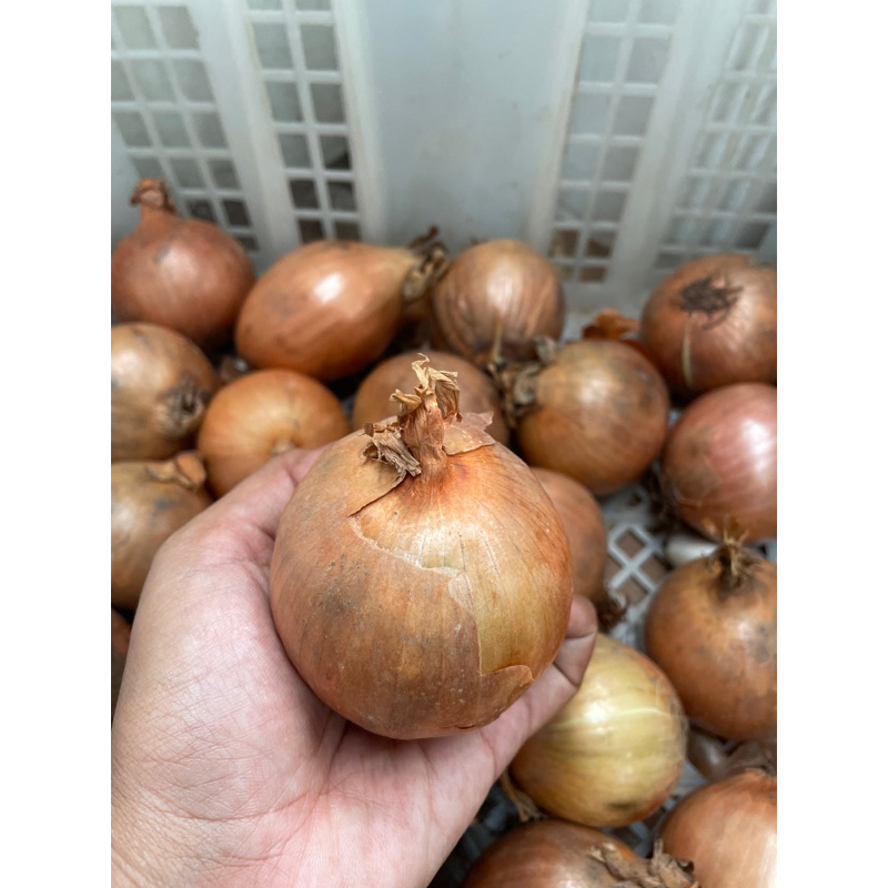 

bawang bombay