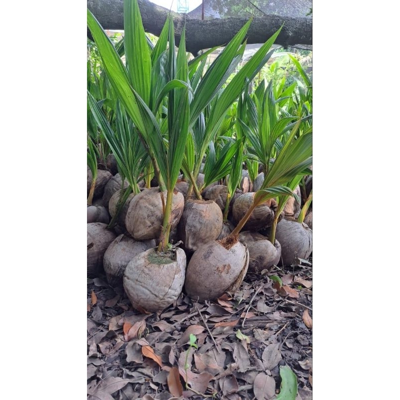 Kelapa hijau wulung