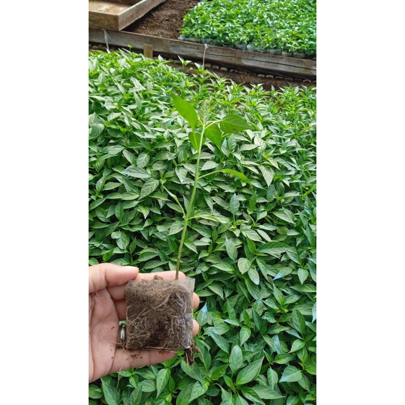 Bibit Cabe Merah Keriting Siap Tanam