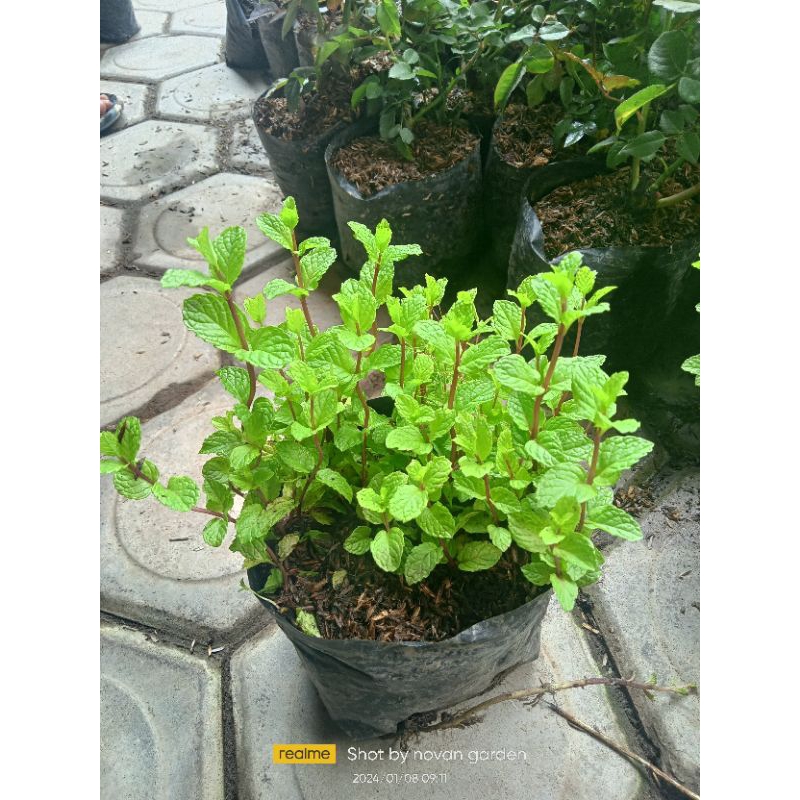 bibit daun mint | bibit mint | bibit mint keriting | tanaman mint rimbun