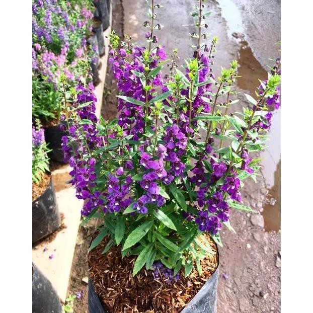 Tanaman Lavender Angelonia Ungu ( Sudah Berbunga ) / Bunga Lavender Warna