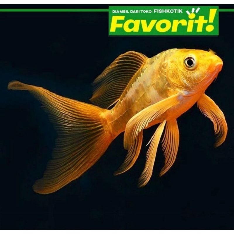 Baby Koi Golden Slayer Ikan Hias Kolam Aquascape Hiasan Aquarium