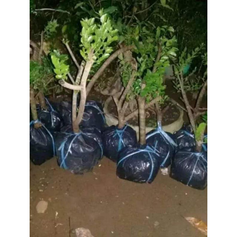 Bahan Bonsai Phusu Batu Batang Besar