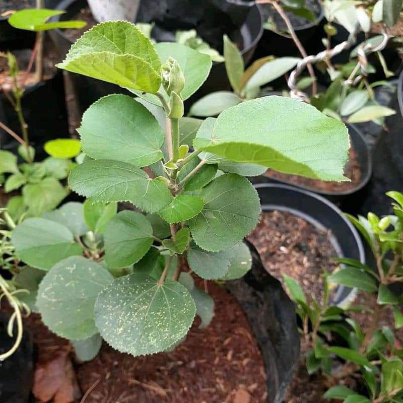 Bahan Bonsai Waru Jepang