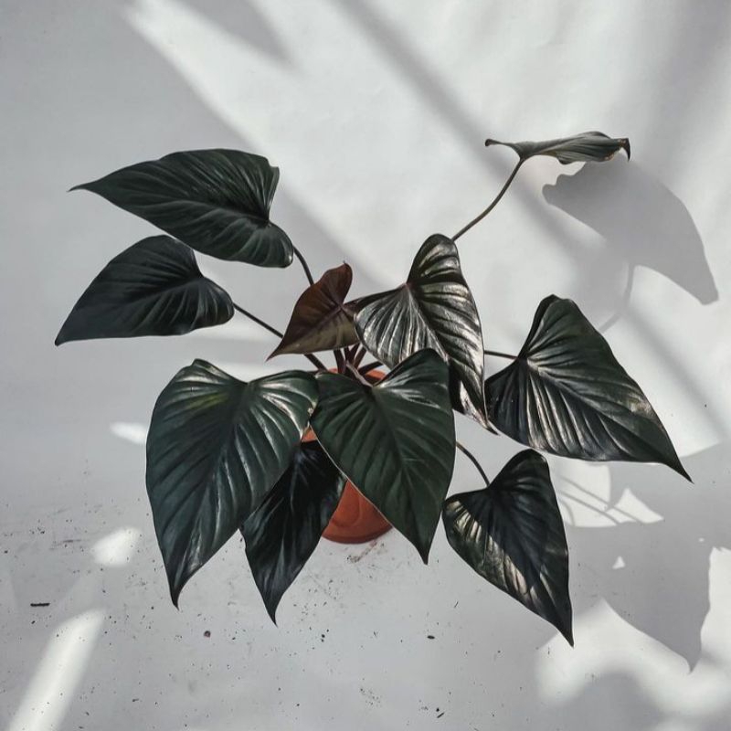 homalomena black emerald