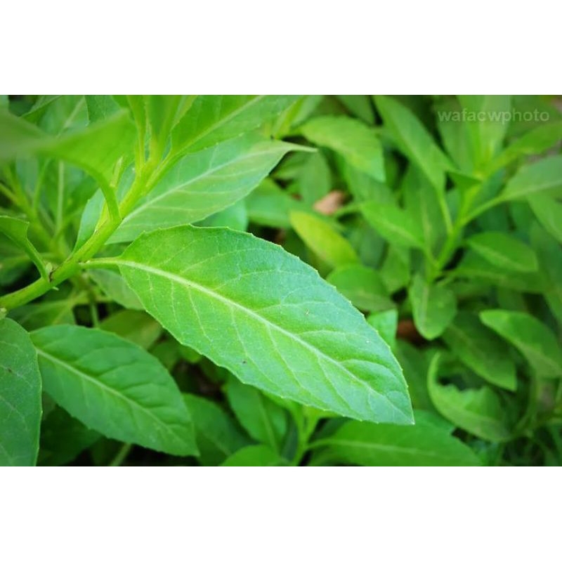 

daun sambung nyawa 250gr