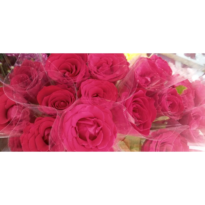 Bunga mawar asli/bunga mawar segar/bunga potong/mawar segar