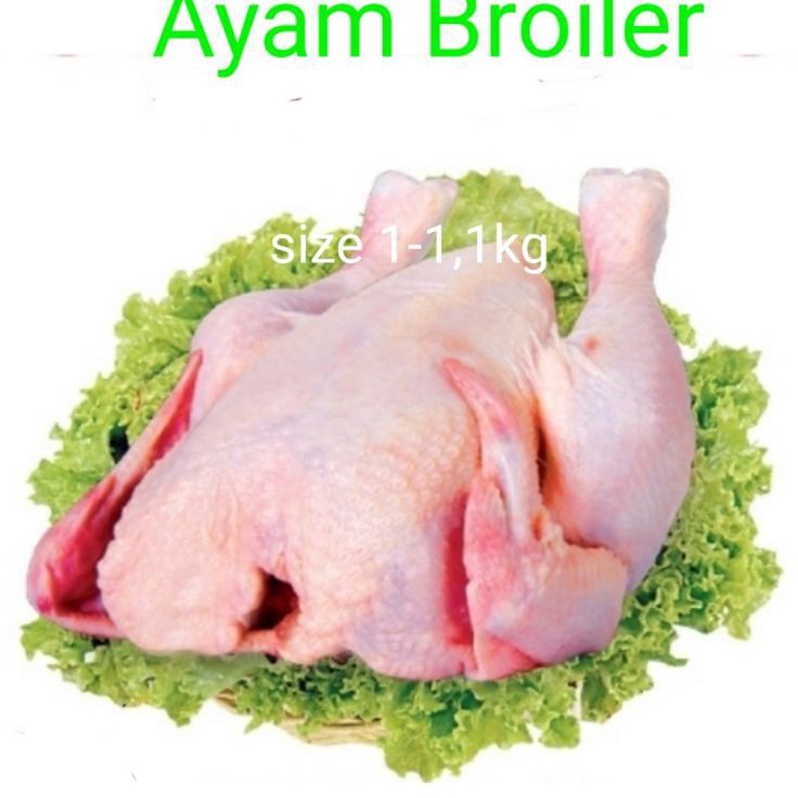 

XG34448 Ayam broiler 5gr13gr