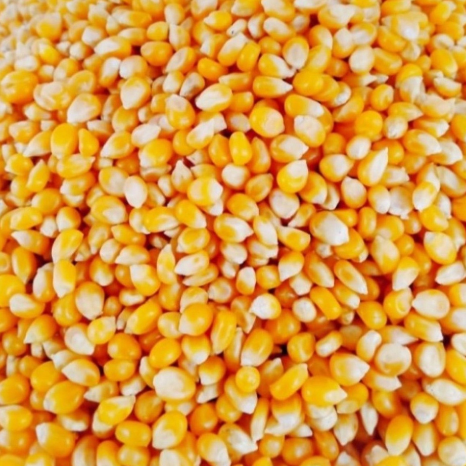

Terlaku Biji Jagung Popcorn Premium 1kg Pop Corn Kernel