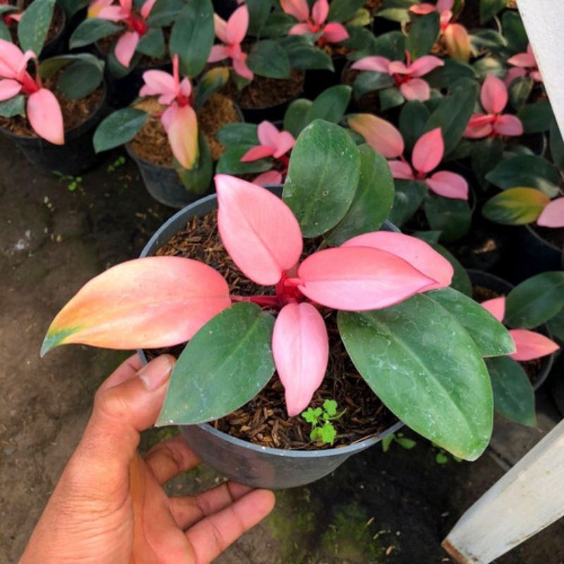 Philodendron Pink Kongo / Philo Red Kongo