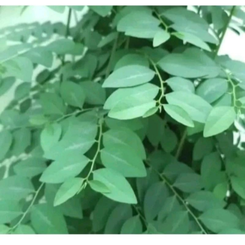 

daun katuk segar 100 g