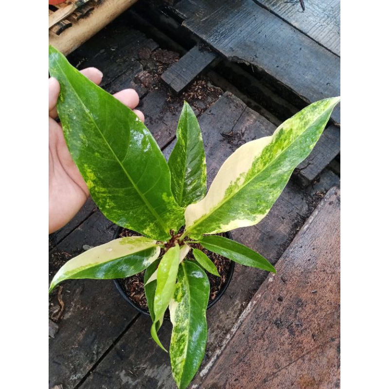 hokeri tanduk varigata