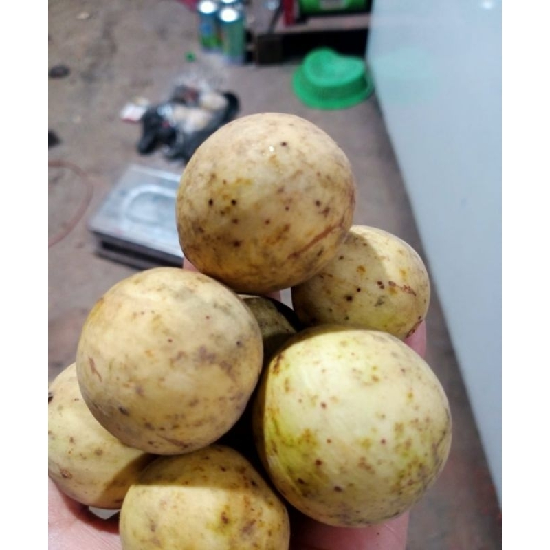 

buah duku Palembang termurah fresh 1 kg manis dan besar