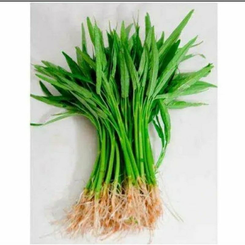 Benih kangkung bangkok