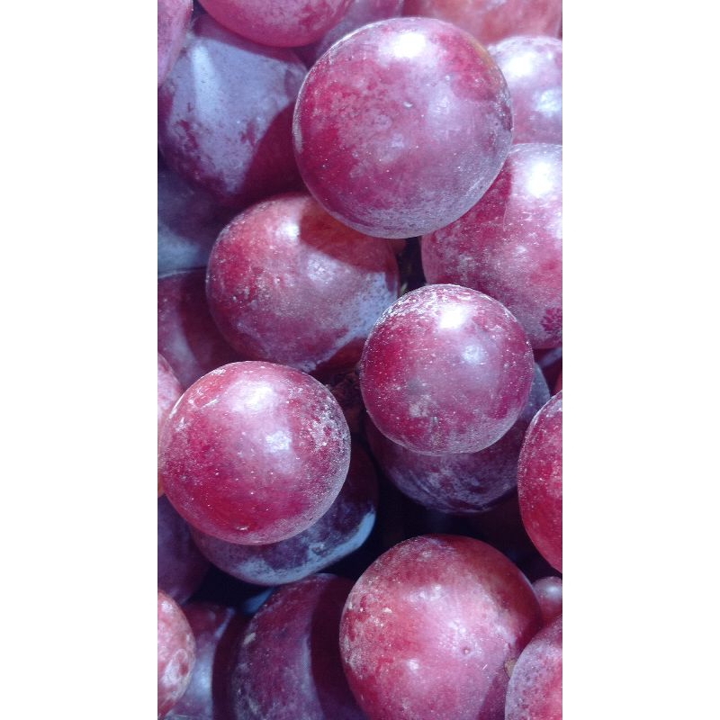 

Buah anggur merah peru