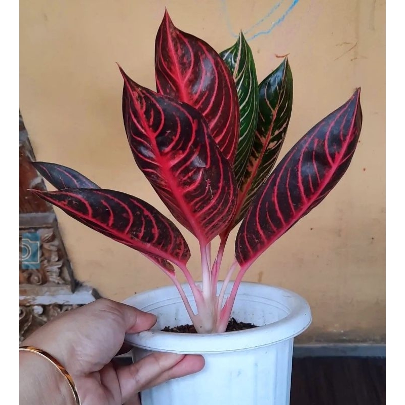 Aglonema Pride Of Sumatra (Tanaman hias aglaonema Red Sumatra) - tanaman hias hidup - bunga hidup - 