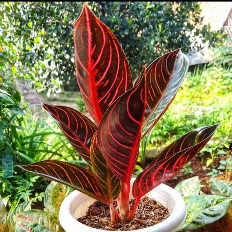 Aglonema Pride Of Sumatra / Aglonema Red Sumatra Tanaman Hias Bunga Aglaonema Murah Merah BUKAN bong