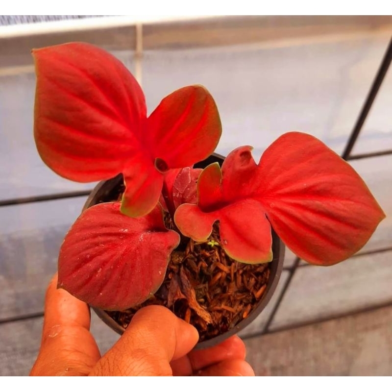 Caladium Kura Merah Tanaman Hias Keladi Kura Merah Tanaman Hias Kura Merah Murah meriah Tanaman Hias