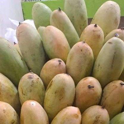 

Mangga Golek