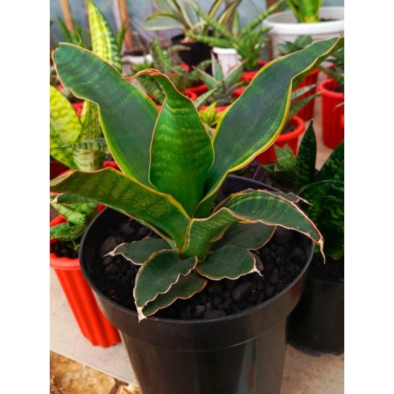 sansevieria black rose Varigata 300K