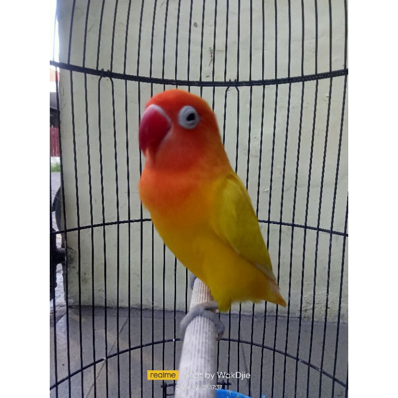 [Instant] Lovebird Lutino Mata Hitam