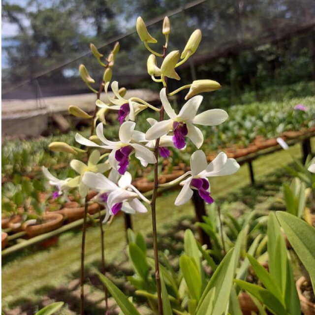 Anggrek Dendrobium Dr Uthai White