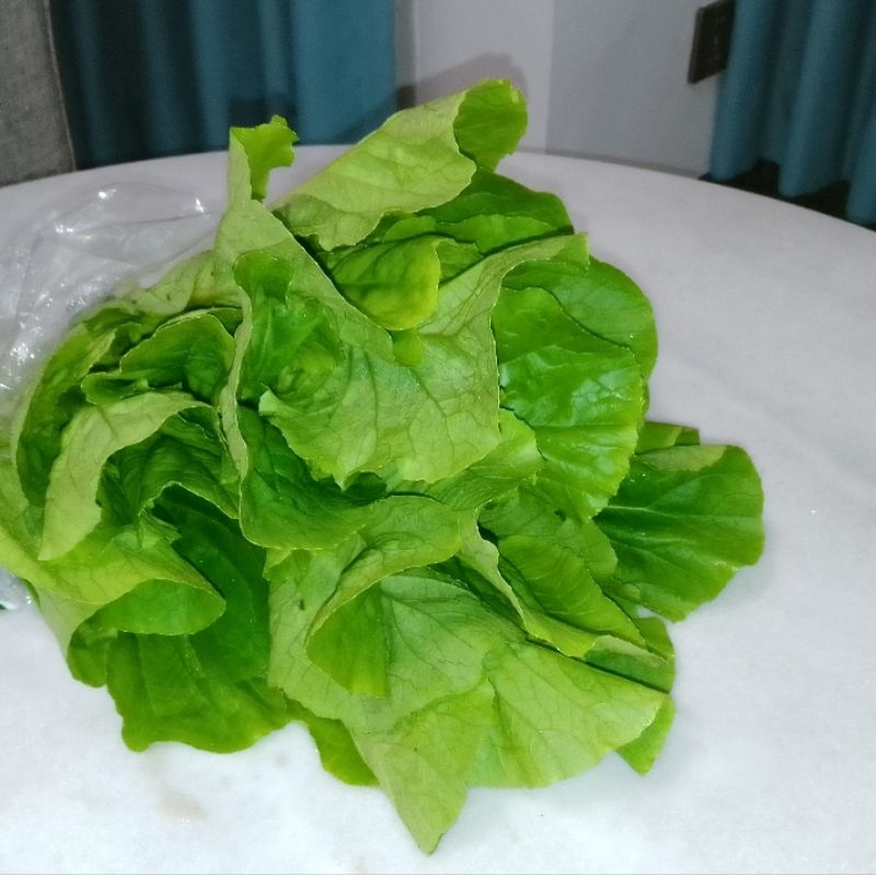 

Sayuran Sawi Keriting Organik Organic Vegetables