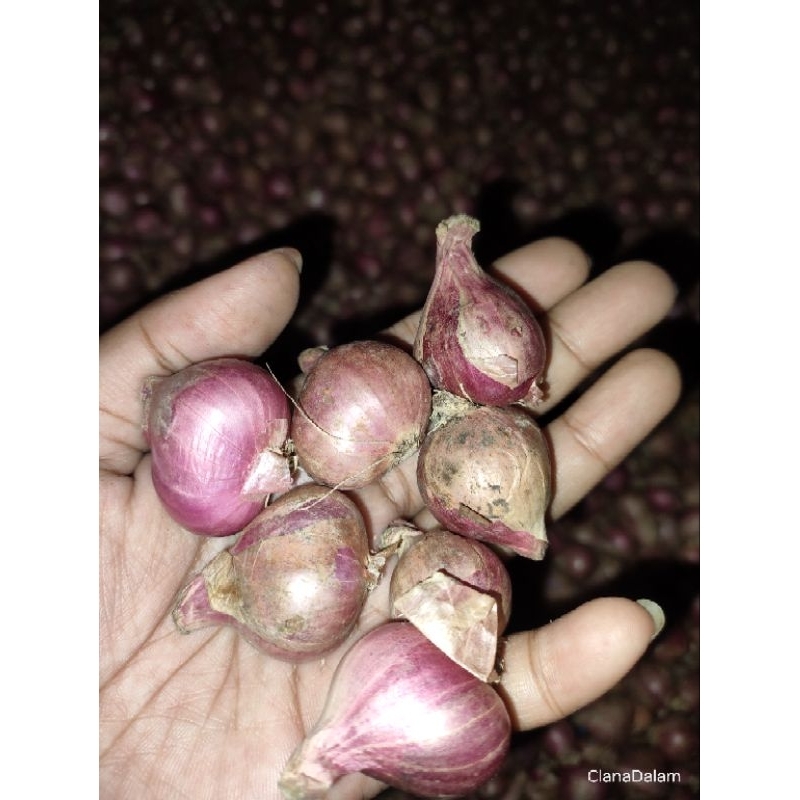 

bawang merah uk SUPER!!