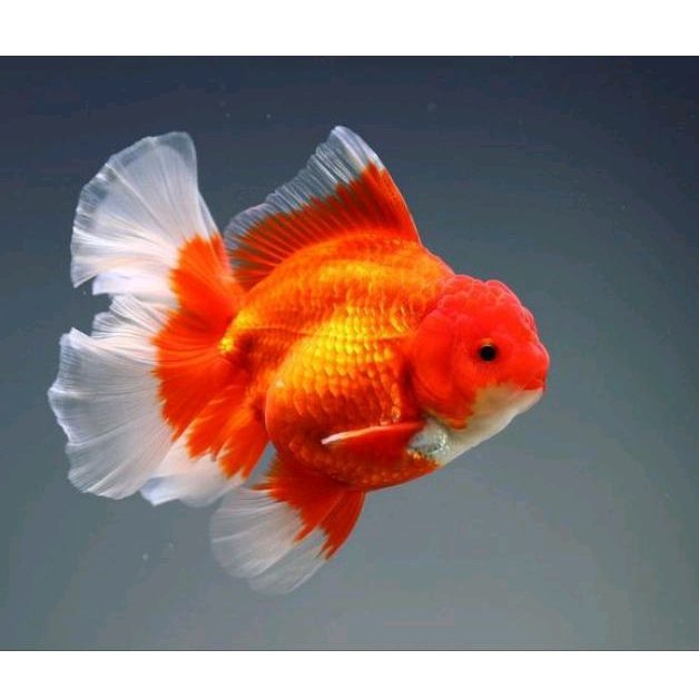 Koki Oranda besar hiasan akuarium