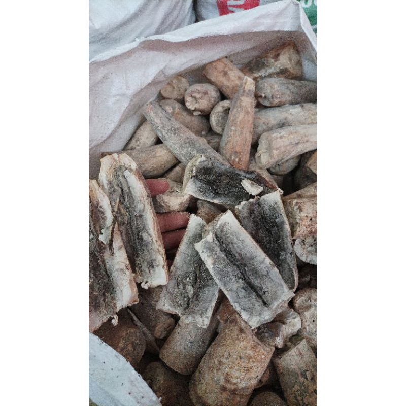 

Gaplek Bahan Gatot Pilihan