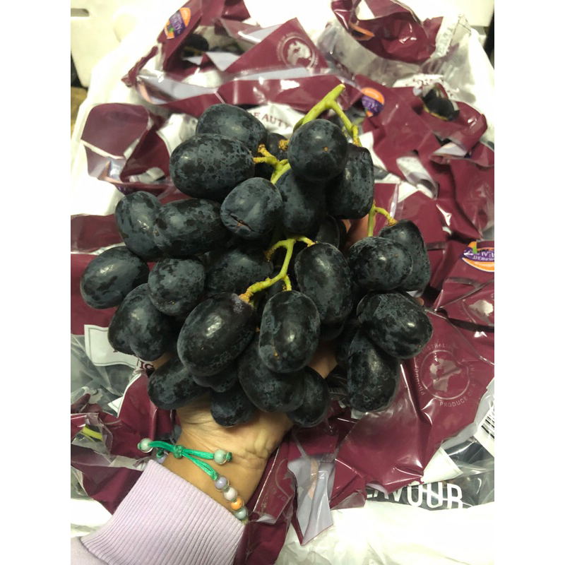 

Anggur Midnight Beauty Australia Kangara Gold /kg