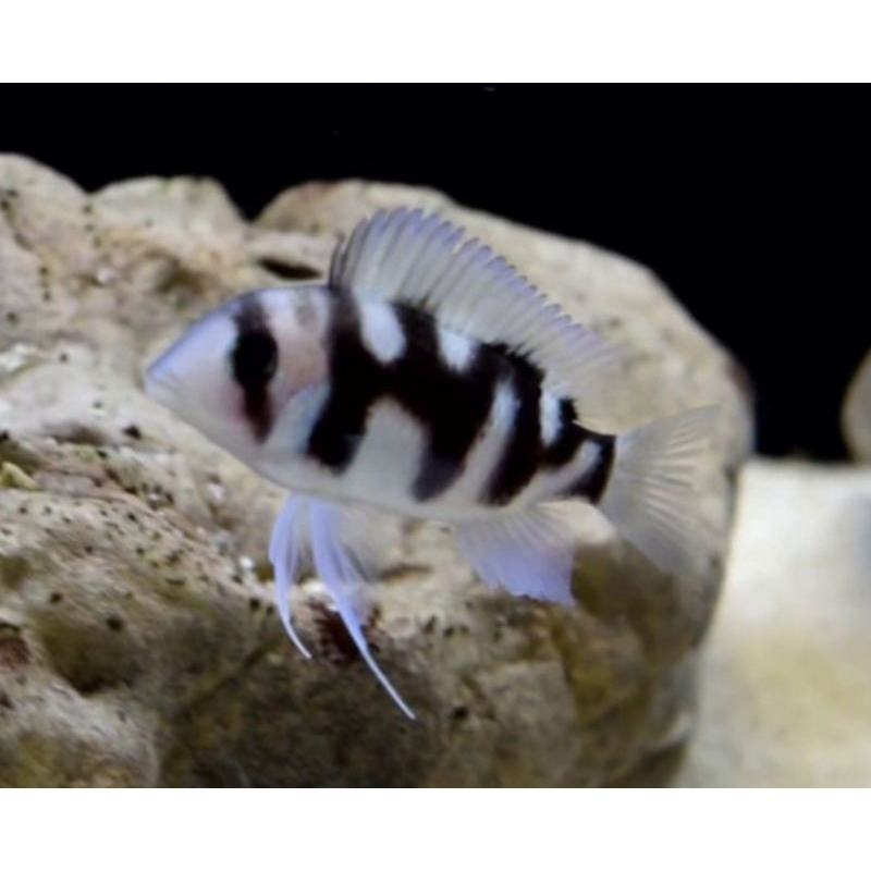 frontosa black widow