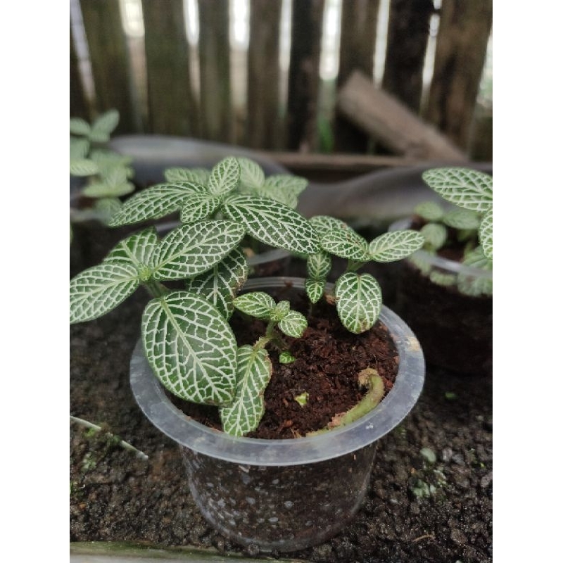 Fittonia verschaffelti tanaman paludarium/terarium aquascape