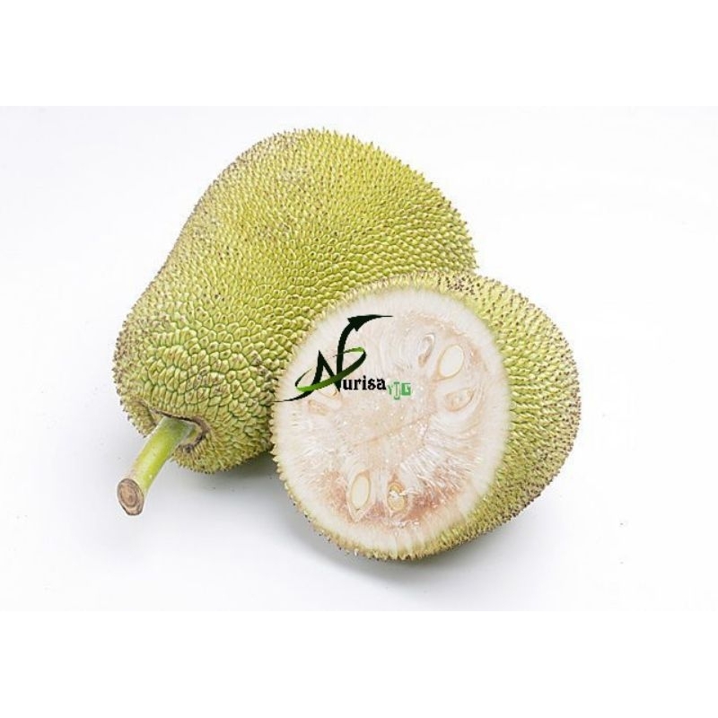 nangka muda/tewel kupas