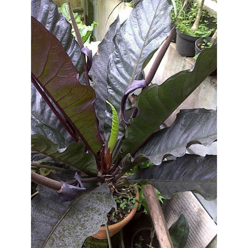 PROMO Anthurium Hokeri Hitam / Hokery Black