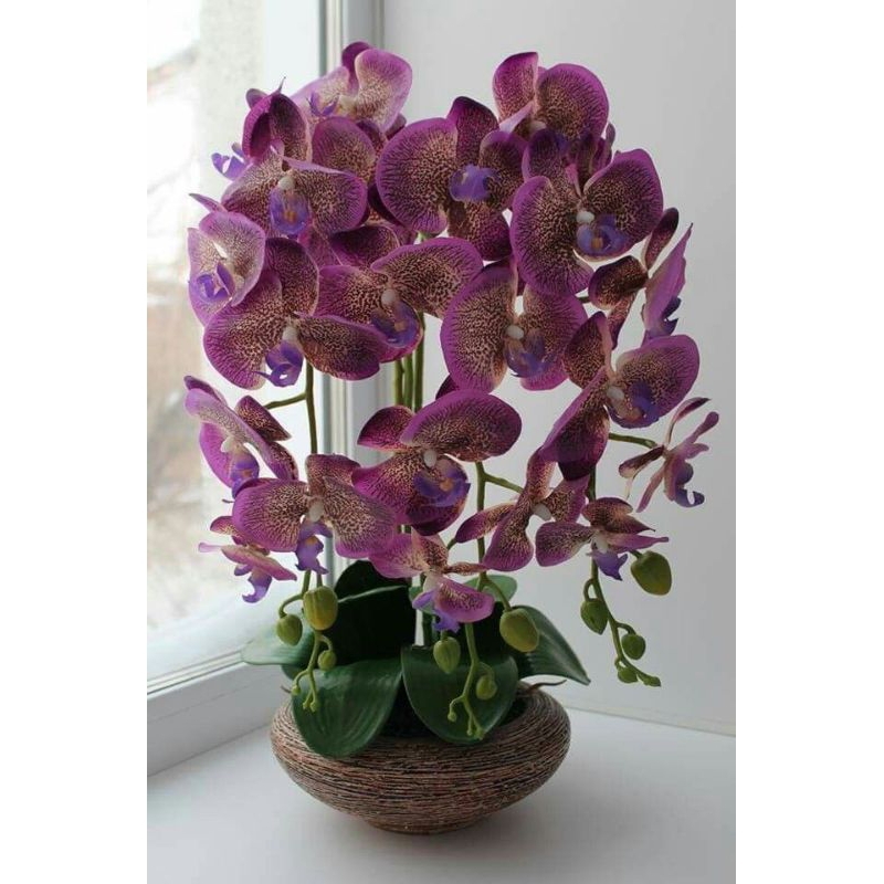 Anggrek dendrobium keriting besar dewasa