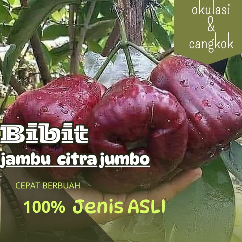 BIBIT JAMBU CITRA JUMBO