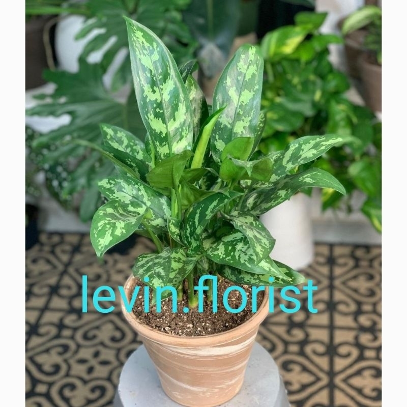 Aglaonema commutatum / sri rejeki aglonema bibit tanaman hias bunga