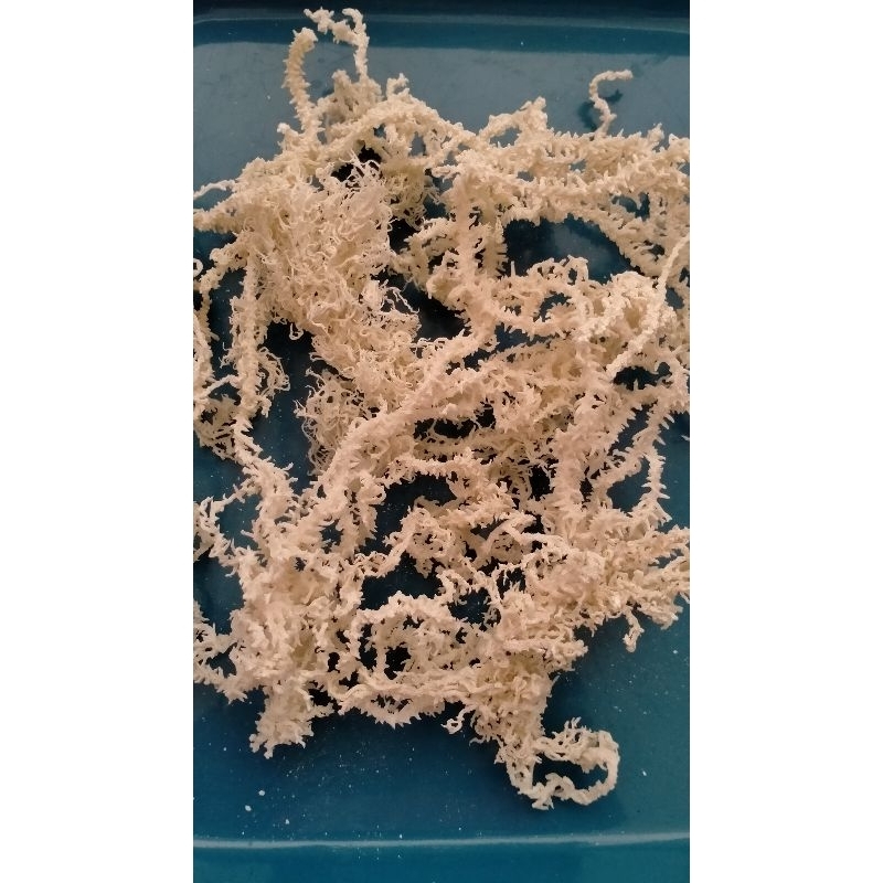 

Rumput Laut spinosum kering kawat