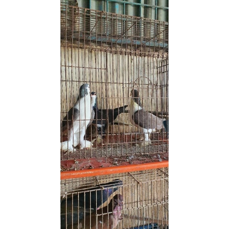 MERPATI LAHORE 1PASANG