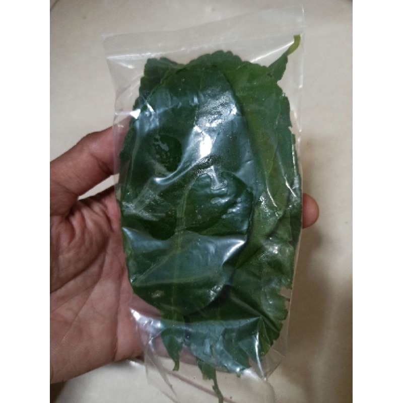 

Daun_Jeruk_Purut_Asli100%