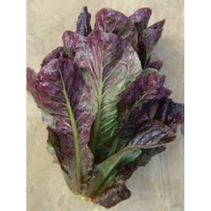 

[organik] Selada Romaine Merah / Red Romaine 250gr