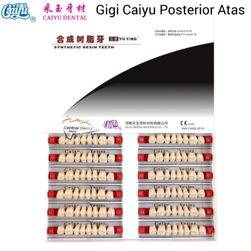 Gigi Palsu Caiyu Posterior Atas (Gigi Belakang Atas) / Gigi Akrilik Tiruan Geraham Seri Upper (Atas)