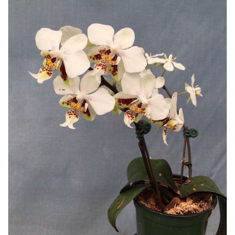 Anggrek Dendrobium Mentangai dewasa